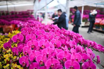 綻放世界之巔 我國成為世界最大花卉生產國，禮品花卉銷售迎來新機遇